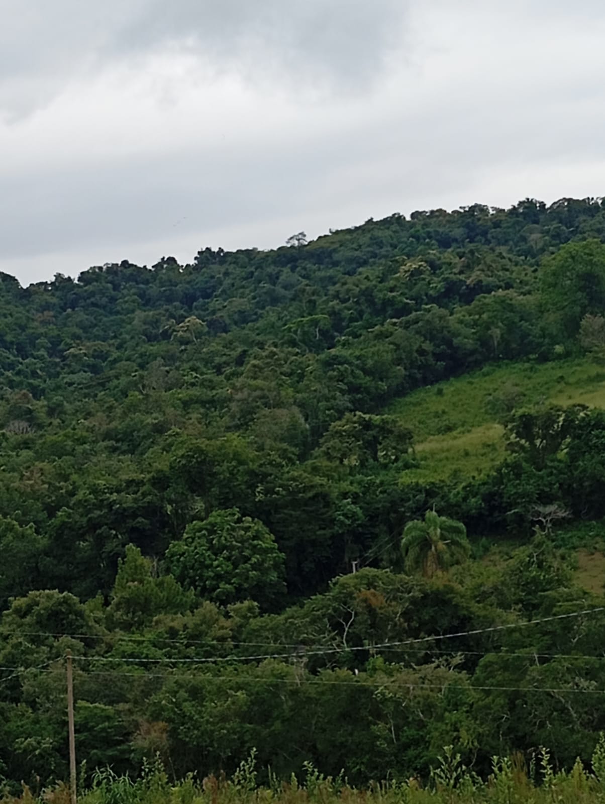 Área rural de 15,79 ha no Fonseca zona rural de Lavras MG.Santa Cecília Imóveis